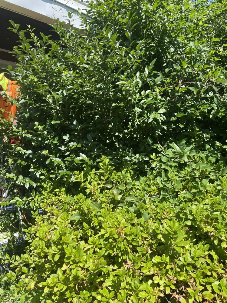 Professional landscaping services experts serving Randallstown, MD - Going The Xtra Mile Landscaping