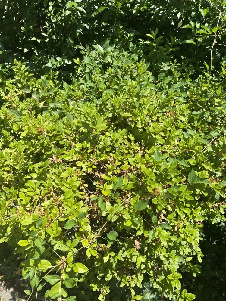 Top-rated garden landscaping for residential properties across Randallstown, MD - Going The Xtra Mile Landscaping