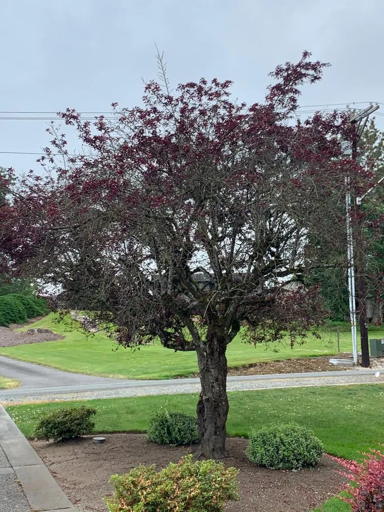 Custom landscape design experts serving Kirkland, WA - Goiás Landscaping & Maintenance