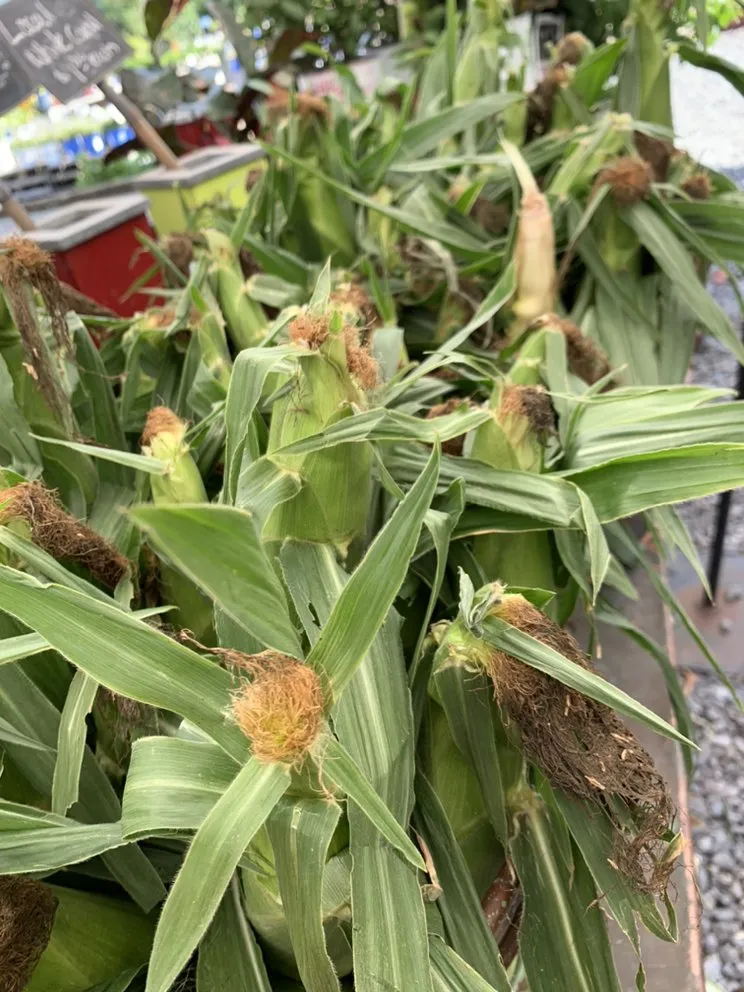 Expert residential landscaping for homes across Long Branch, NJ - Gold Coast Gardens