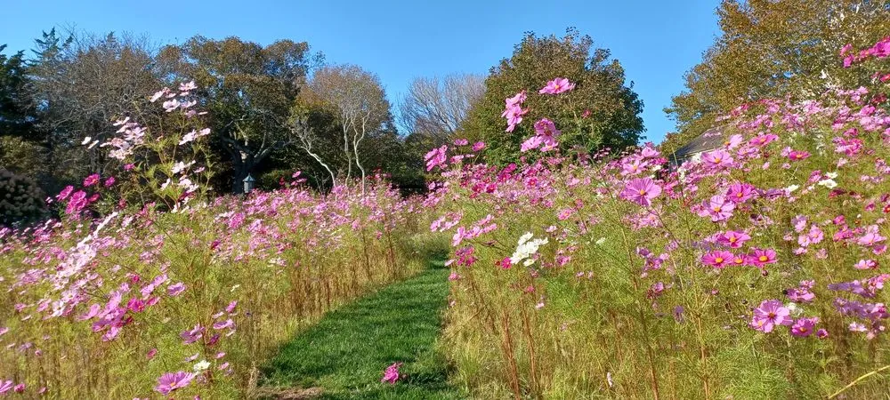 Local yard maintenance near you in East Hampton, NY by Gold Green Maintenance and Mowing