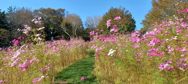 Gold Green Maintenance and Mowing Logo