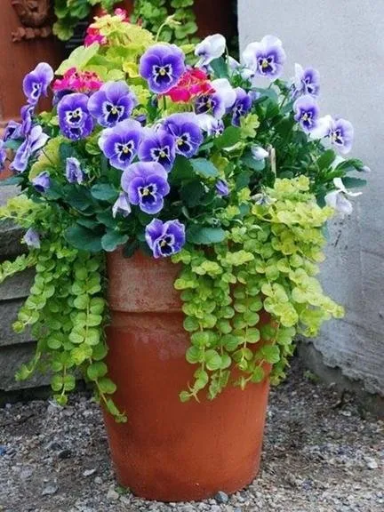 Trusted landscape installation for homes in Needham, MA by Gold Landscaping Service