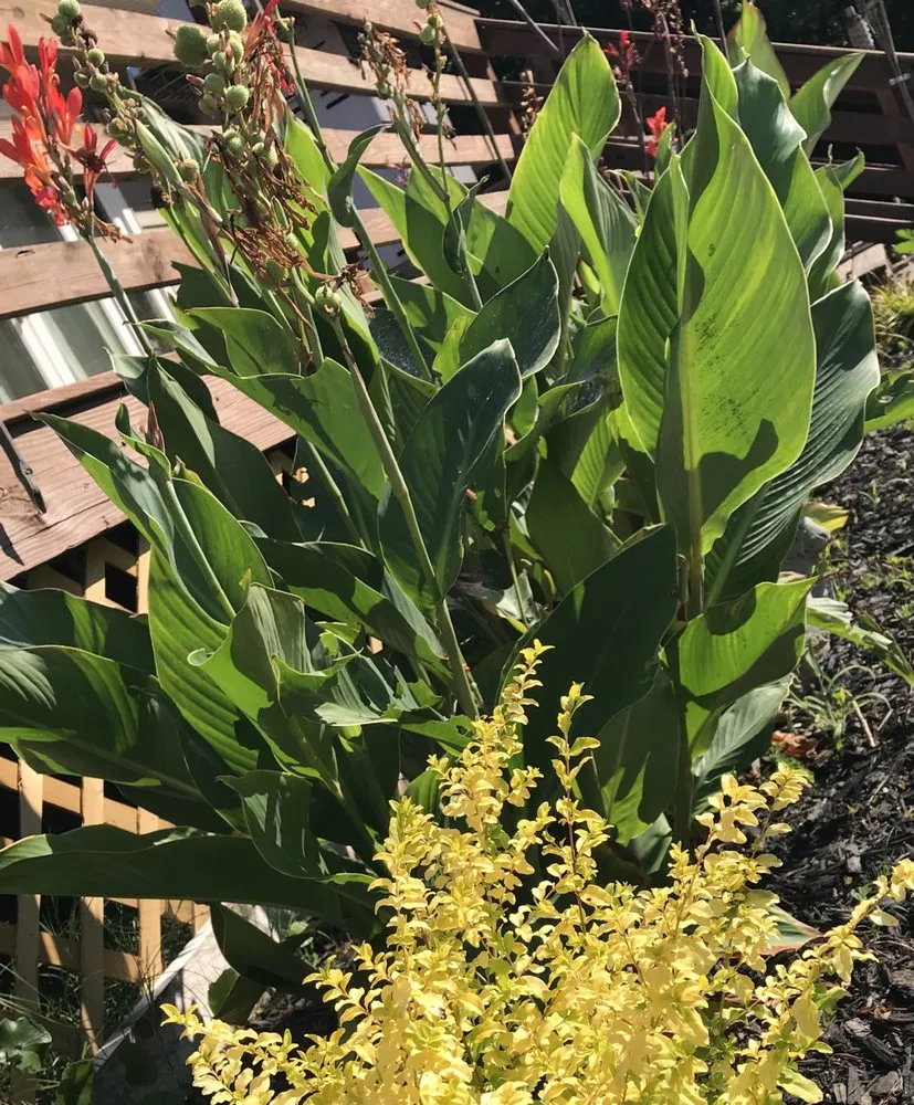 Top-rated yard cleanup service in Bluffton, SC - Gold Leaf Landscape