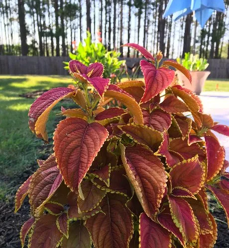 Top-rated residential landscaping in Bluffton, SC - Gold Leaf Landscape