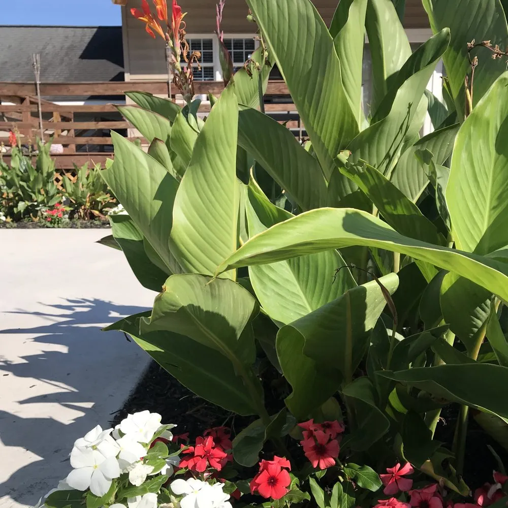 Custom yard maintenance in Bluffton, SC - Gold Leaf Landscape