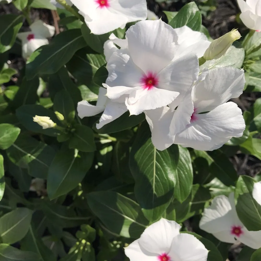 Trusted yard cleanup service in Bluffton, SC - Gold Leaf Landscape