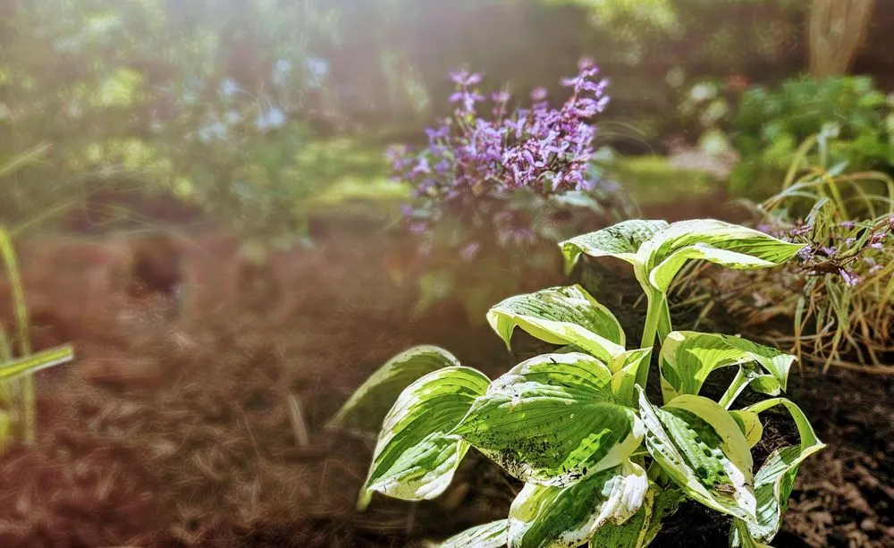 Affordable landscape design near you across Bluffton, SC - Gold Leaf Landscape