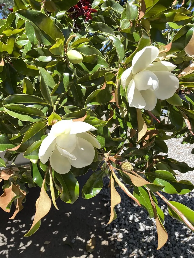 Professional garden landscaping experts serving Redding, CA - Gold Leaf Nursery & Landscaping