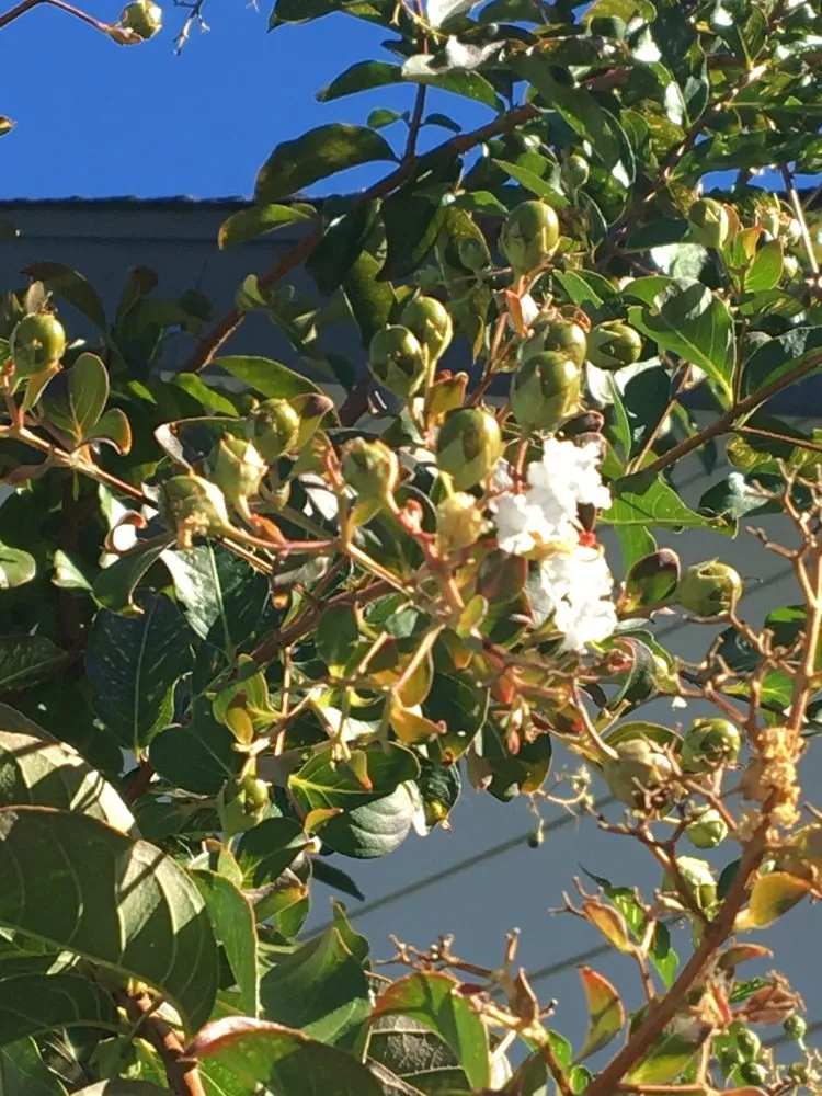 Affordable landscape installation for homes across Redding, CA - Gold Leaf Nursery & Landscaping