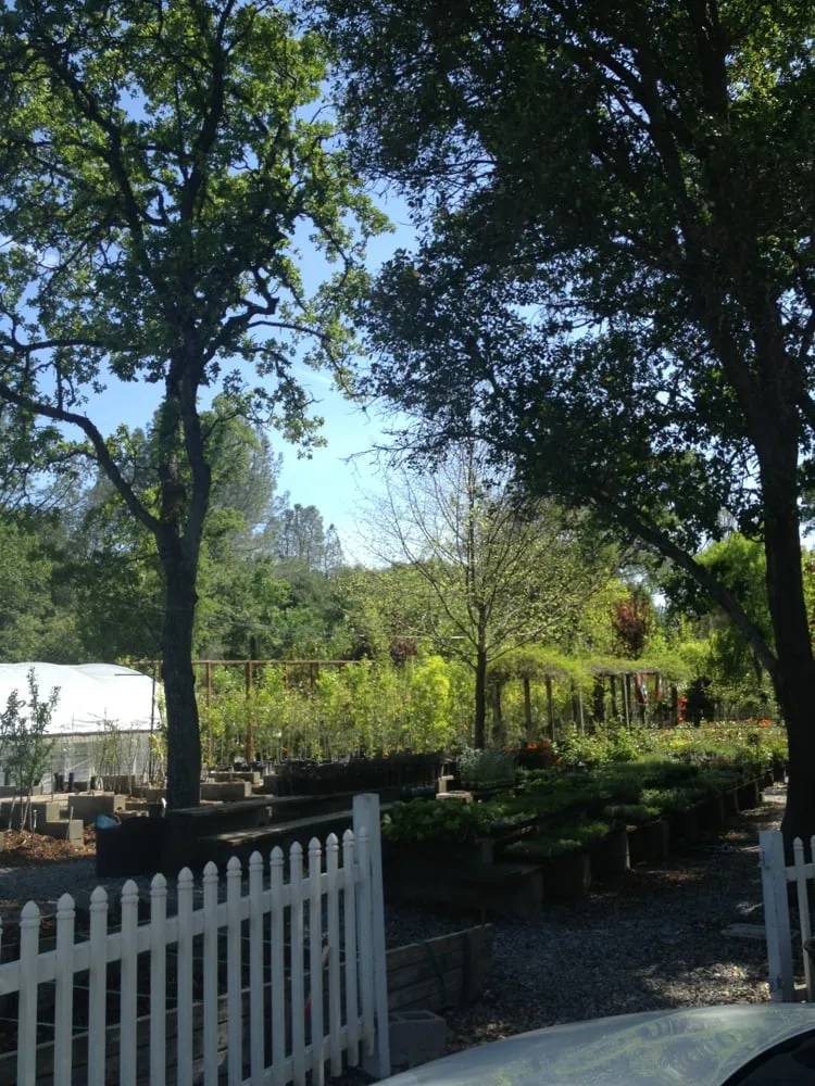 Top-rated landscaping services for homes across Redding, CA - Gold Leaf Nursery & Landscaping