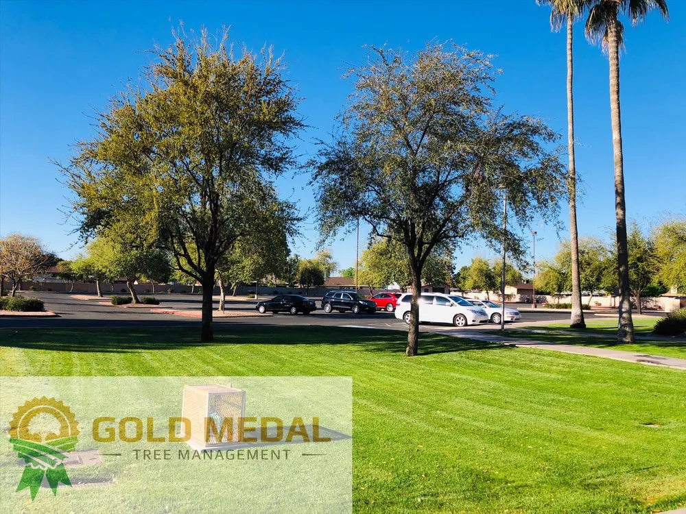 Reliable yard cleanup service in Mesa, AZ - Gold Medal Tree Management