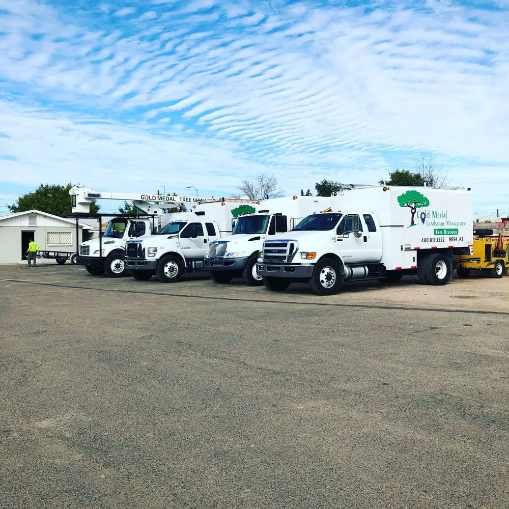 Professional garden landscaping for outdoor upgrades in Mesa, AZ by Gold Medal Tree Management