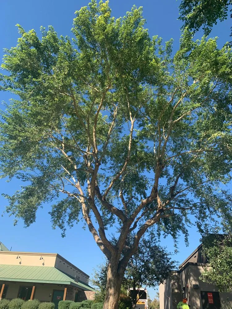 Reliable garden landscaping with custom design in Mesa, AZ by Gold Medal Tree Management