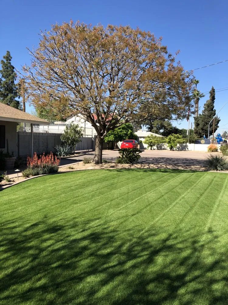 Professional yard cleanup service for homes across Mesa, AZ - Gold Medal Tree Management