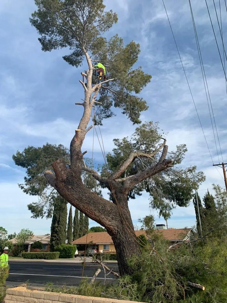 Affordable lawn mowing service experts serving Mesa, AZ - Gold Medal Tree Management