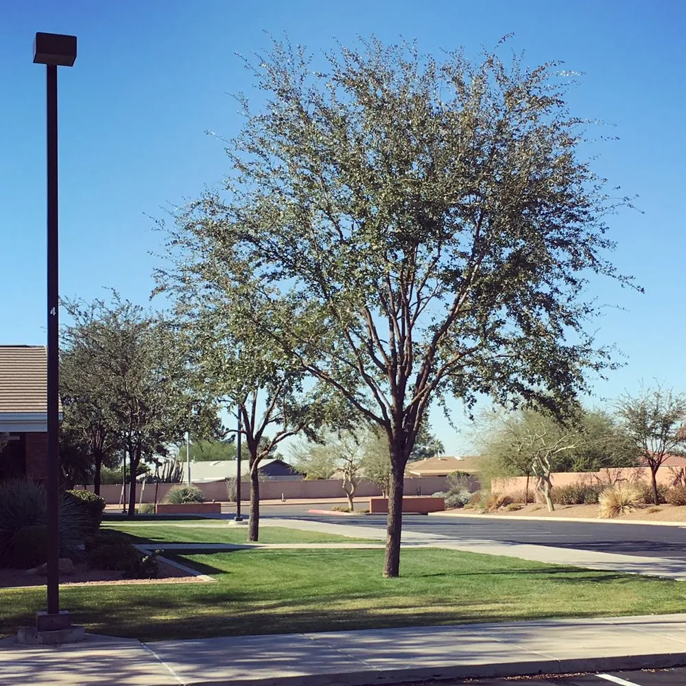Trusted yard cleanup service for outdoor upgrades across Mesa, AZ - Gold Medal Tree Management