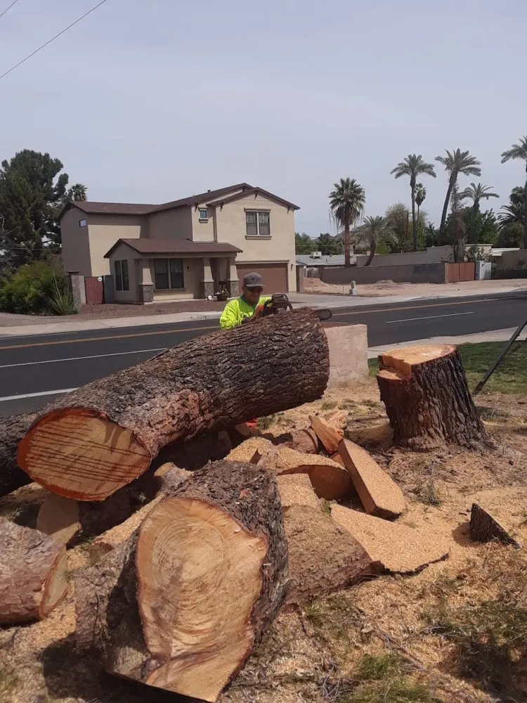 Trusted landscaping services for beautiful yards in Mesa, AZ by Gold Medal Tree Management
