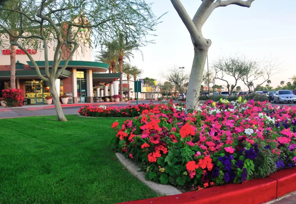 Custom yard maintenance for homes in Mesa, AZ by Gold Medal Tree Management