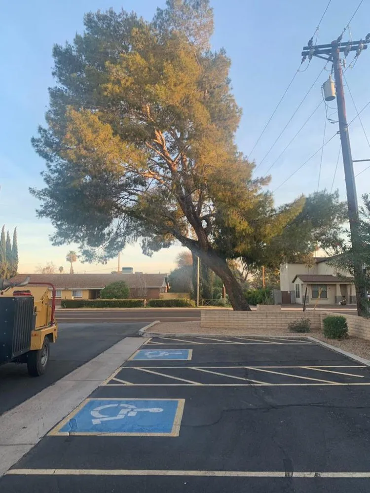 Professional outdoor landscaping experts serving Mesa, AZ - Gold Medal Tree Management