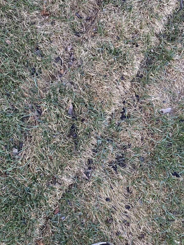 Expert yard maintenance for year-round maintenance across Redmond, OR - Gold mountain Landscaping and irrigation