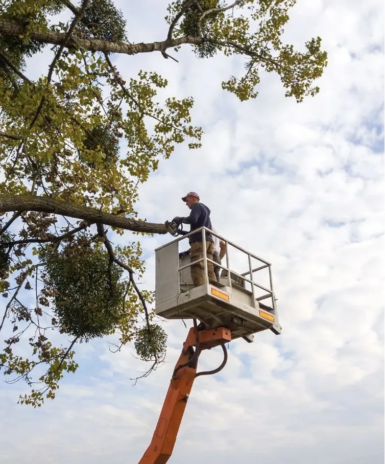 Top-rated yard cleanup service in Palmetto, FL by Gold Palm Solutions