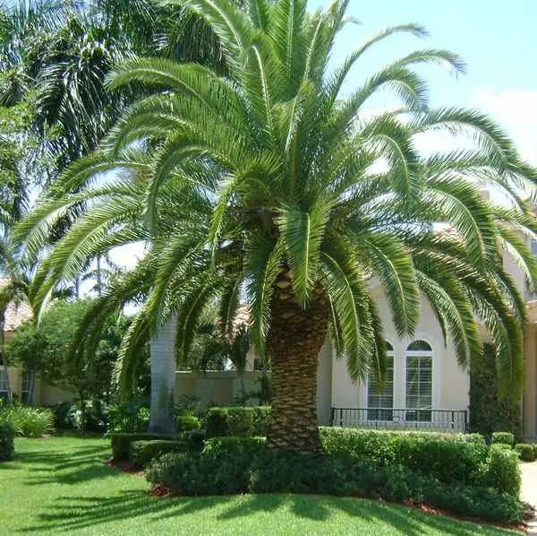 Professional yard cleanup service experts serving Arcadia, TX - Gold Standard Construction