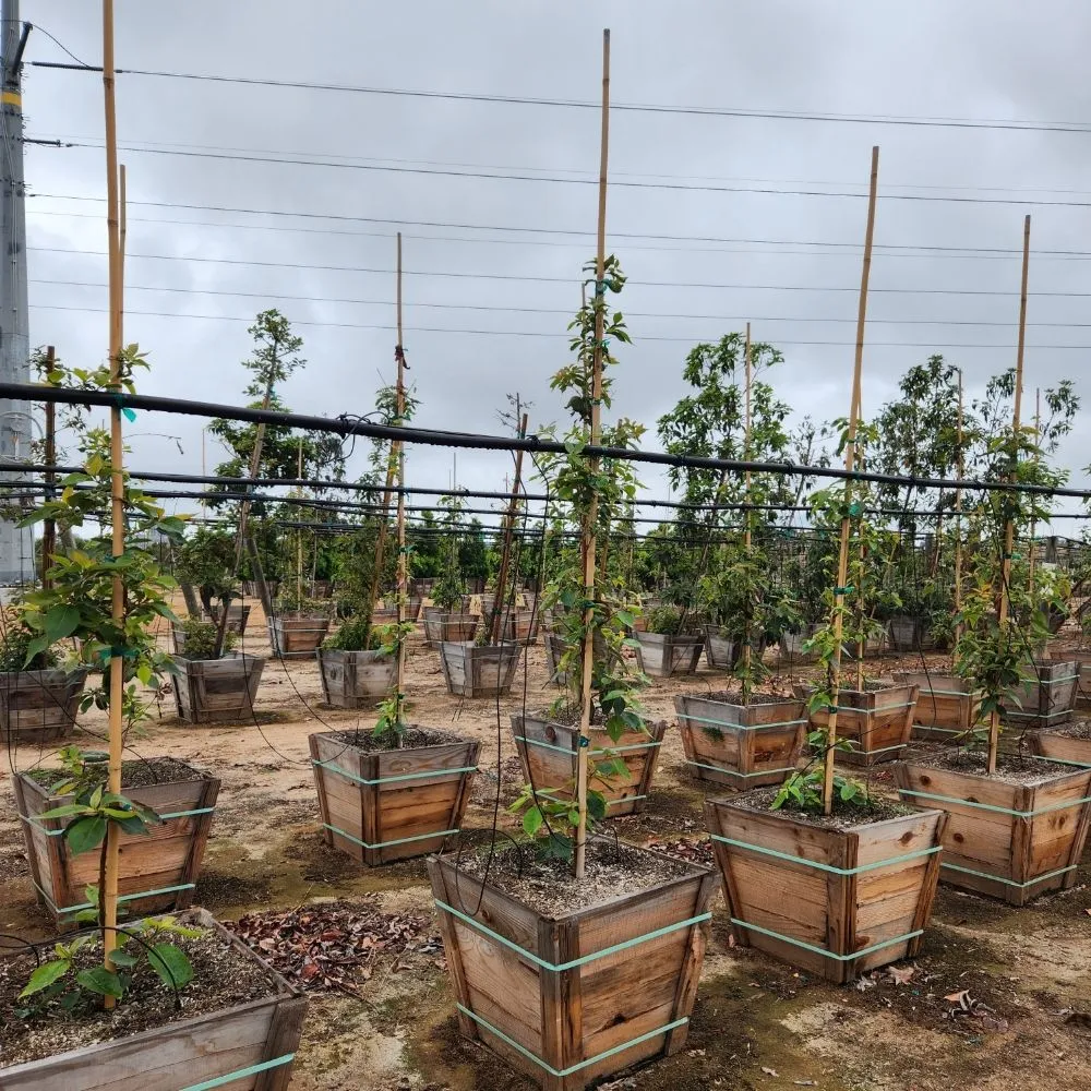 Trusted landscape design in Torrance, CA - Gold Star Landscape and Irrigation