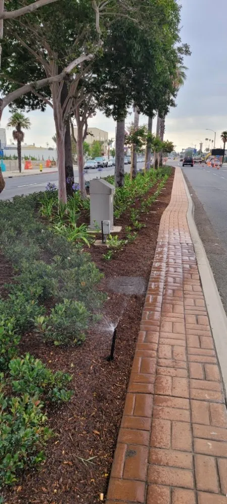 Affordable lawn care service for residential properties in Torrance, CA by Gold Star Landscape and Irrigation