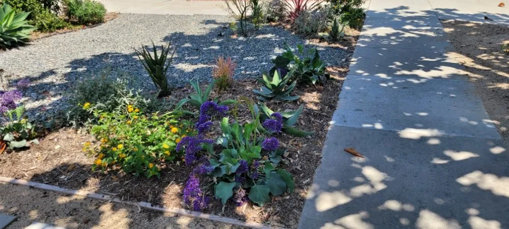 Top-rated yard maintenance in Torrance, CA - Gold Star Landscape and Irrigation