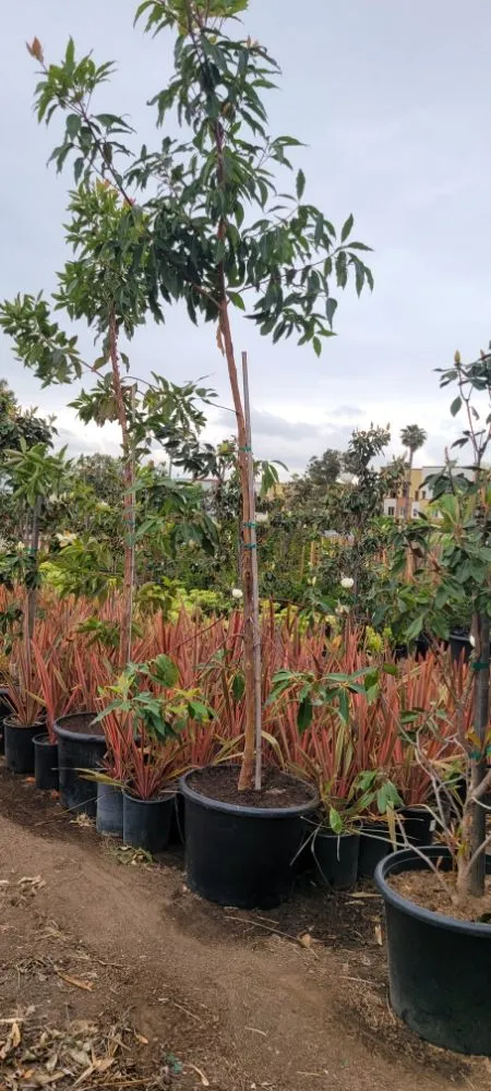 Custom landscape installation for beautiful yards across Torrance, CA - Gold Star Landscape and Irrigation