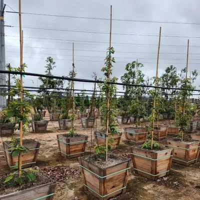 Gold Star Landscape and Irrigation Logo