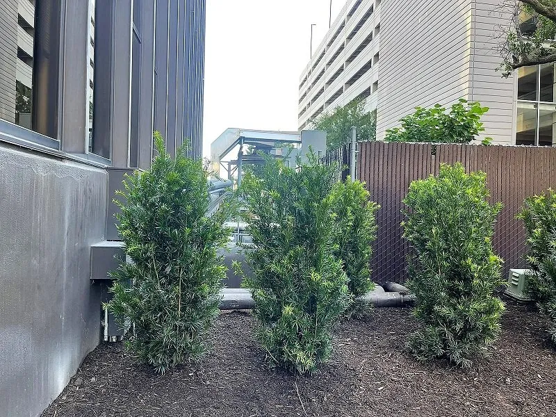 Expert residential landscaping near you in Georgetown, TX by Gold Star Landscaping