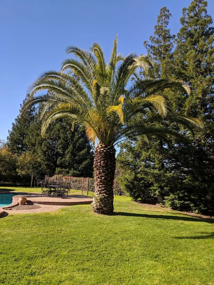 Professional garden landscaping for homes in Carmichael, CA by Gold Star Lawn Maintenance