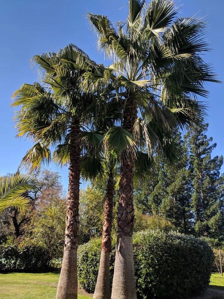 Professional yard cleanup service in Carmichael, CA by Gold Star Lawn Maintenance