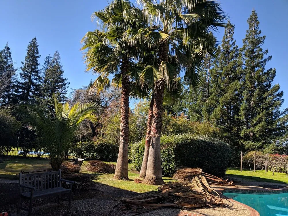 Professional outdoor landscaping in Carmichael, CA by Gold Star Lawn Maintenance