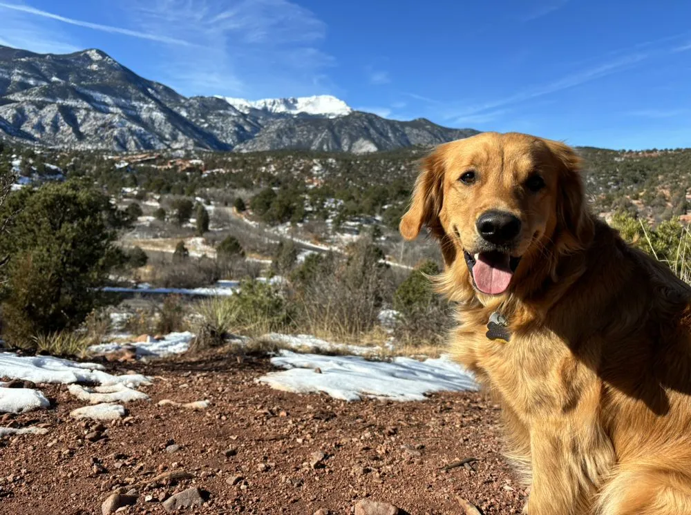 Professional lawn care service experts serving Colorado Springs, CO - Golden Ace Mowing