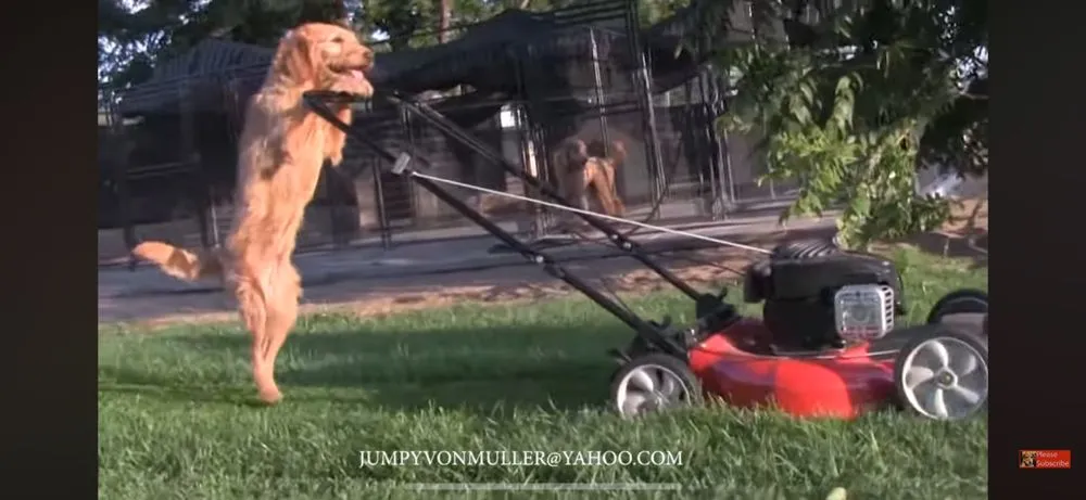 Local lawn mowing service for year-round maintenance in Colorado Springs, CO by Golden Ace Mowing