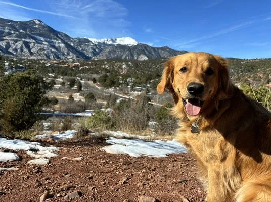 Golden Ace Mowing Logo