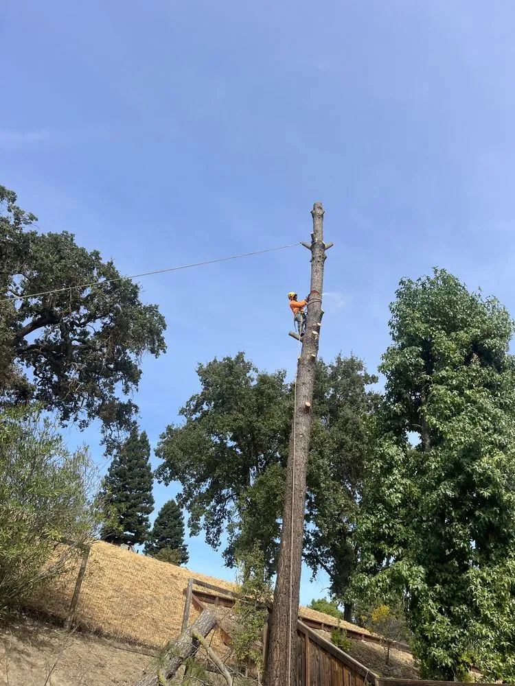 Trusted yard maintenance experts serving Concord, CA - Golden Bay Lawn Care