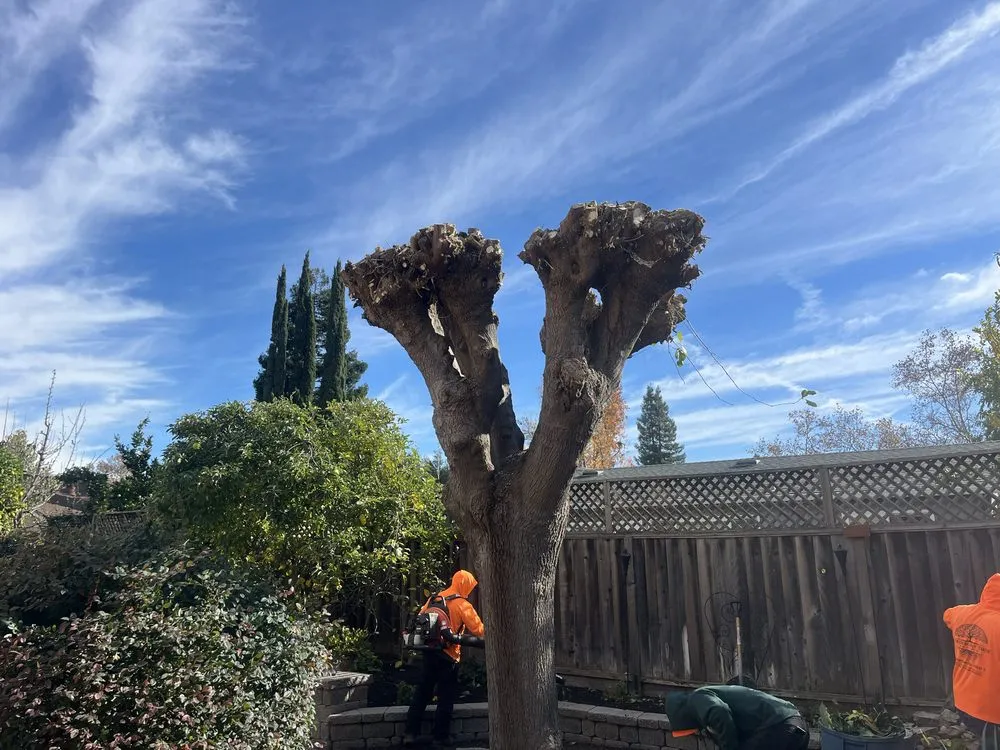 Affordable landscape installation for homes across Concord, CA - Golden Bay Lawn Care