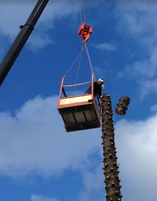 Golden Bough Tree Service