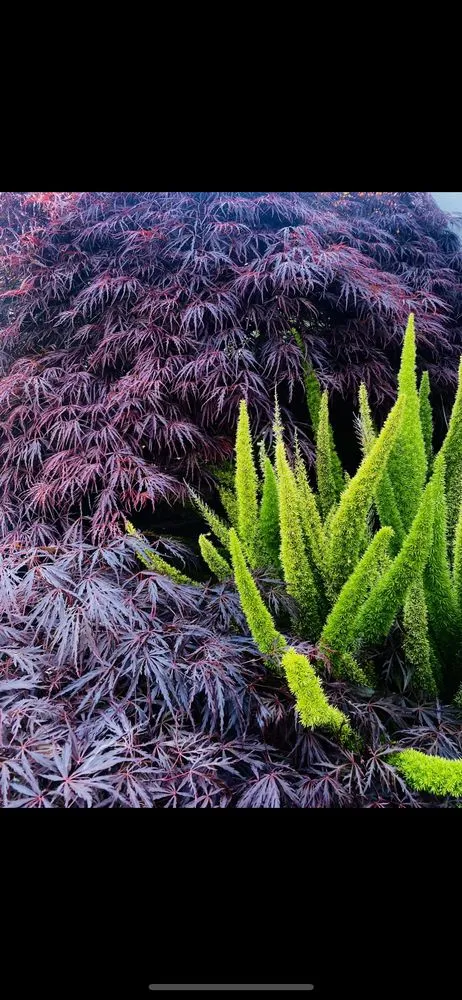 Expert landscape design in Emeryville, CA by Golden Gate Gardens