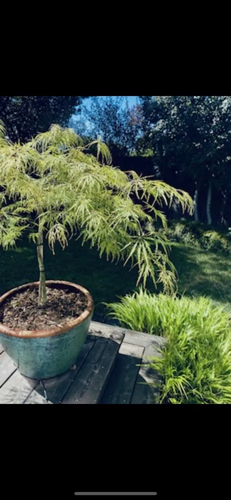 Reliable yard cleanup service in Emeryville, CA by Golden Gate Gardens