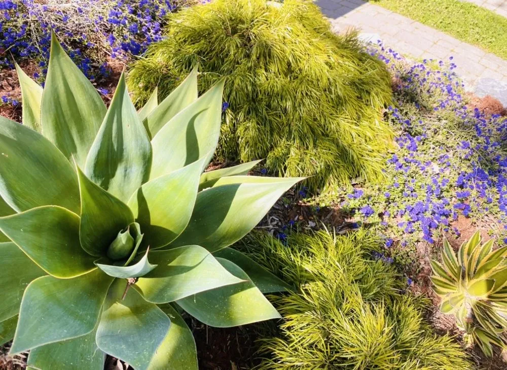 Top-rated lawn mowing service for beautiful yards in Emeryville, CA by Golden Gate Gardens