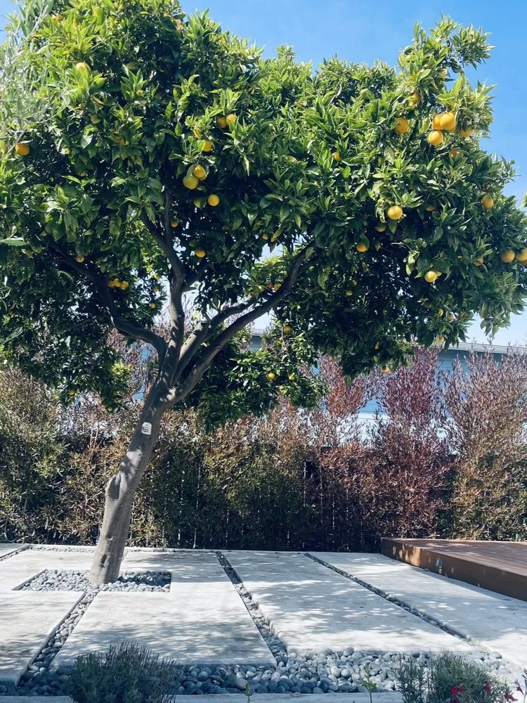 Professional landscaping services in Emeryville, CA - Golden Gate Gardens