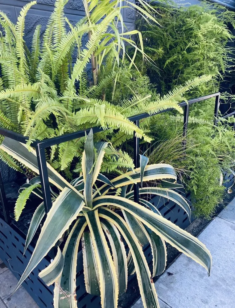 Professional outdoor landscaping for residential properties across Emeryville, CA - Golden Gate Gardens