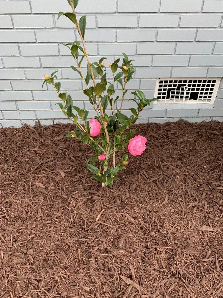 Professional lawn mowing service in Little River, SC - Golden Landscaping