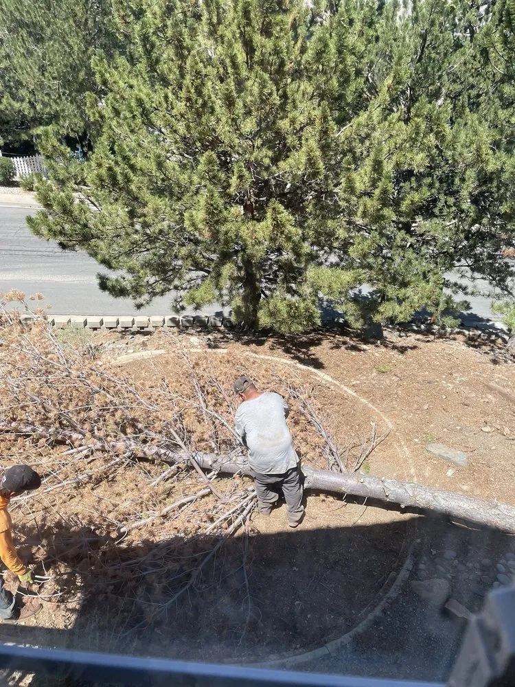 Trusted yard cleanup service for residential properties in Carson City, NV by Golden Lawn Care Service