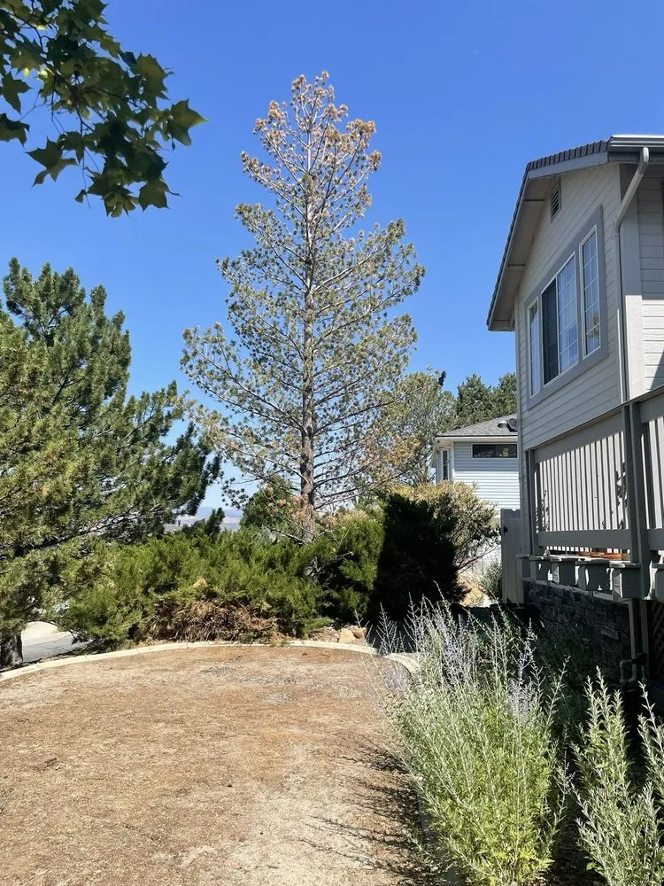 Professional yard maintenance in Carson City, NV by Golden Lawn Care Service